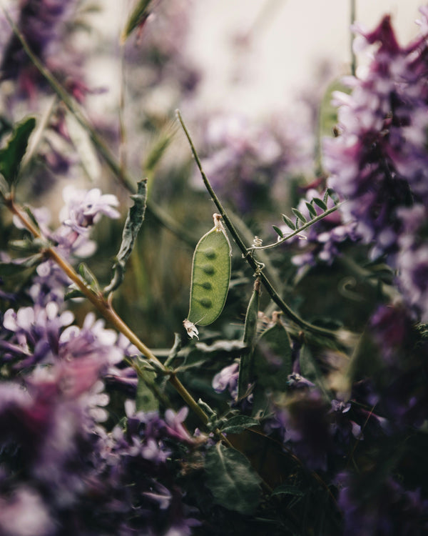 🍃 Fermented Pea Extract: An Aquarian Digital Shield 